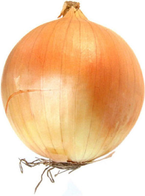 WILLVINE Onion - AILSA Craig -[5000 Seeds] Seed(5000 per packet)
