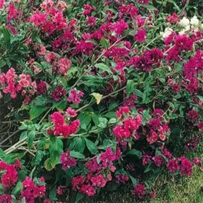 Aro Clarkia Seed(45 per packet)