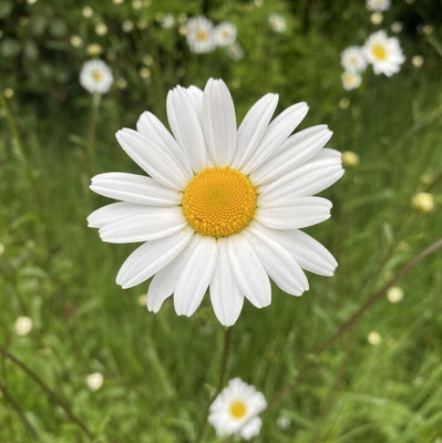 Lorvox Daisy Seed(50 per packet)
