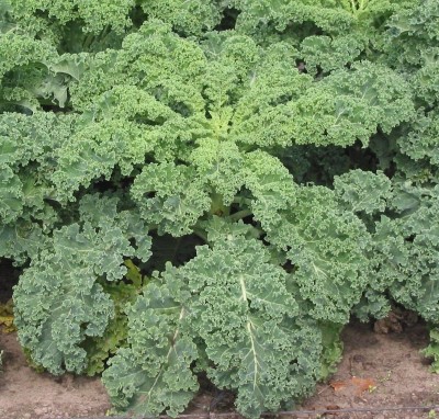 green paradise Kale Seeds Seed(1 per packet)