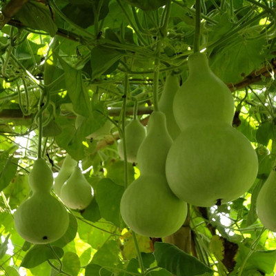 KNESSiN QLY-52 Bottle Gourd Seed(100 per packet)