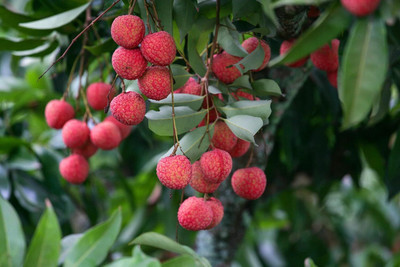 Aywal Sweet Lychee Fruit Seed(8 per packet)