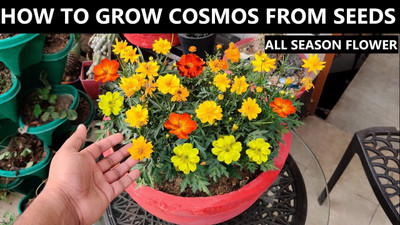 DEYS AGRO ™ mexican cosmos flower seeds mixed f1 hybrid Seed(40 per packet)
