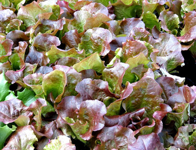 Qualtivate HYB-4A Red Sails Lettuce Seeds Seed(300 per packet)