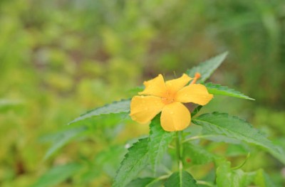 Param kanakambaram-firecracker-crossandra Seed(39 per packet)