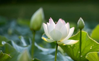 ARYAN EVERGREEN lotus,kamal gatta Seed(11 per packet)