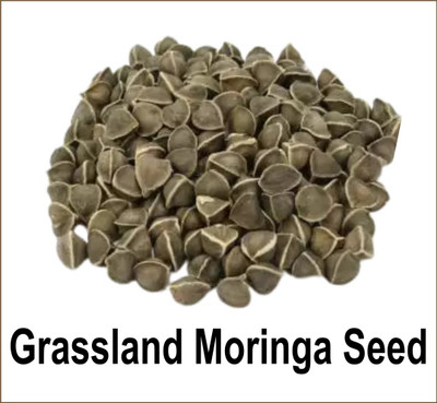 grassland Grassland Moringa Drumstick Seed Seed(4000 per packet)