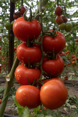 HYBRID MAKHAN GRASS SEEDS tomato Seed(115 per packet)