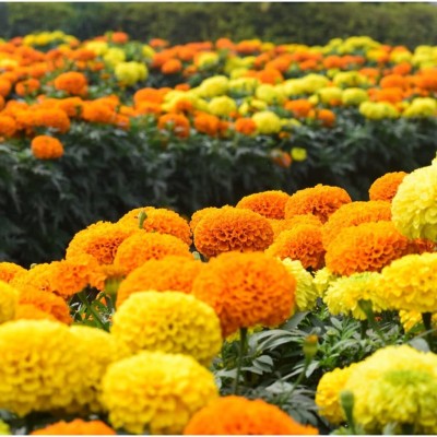 Aywal African Hybrid Marigold (Genda) Seeds Orange Seed(3 per packet)