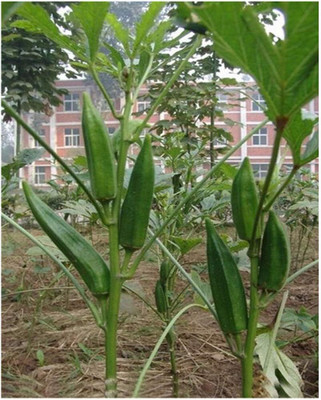 KNESSiN Green Okra Seed(1250 per packet)