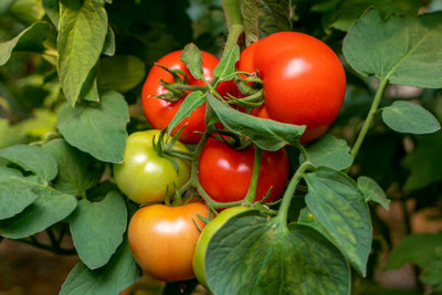 Bharvi tomato Seed(140 per packet)