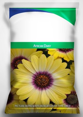 Qualtivate VVI-234 African Daisy Flower Seeds for Gardening Seed(50 per packet)