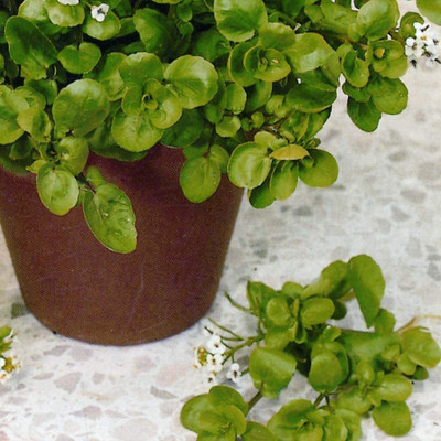 CYBEXIS Seeds - Cress American700 Seeds Seed(700 per packet)