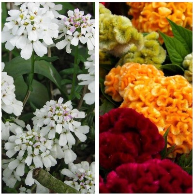 Aywal Candytuft Flower & Cockscomb Flower Seed(50 per packet)