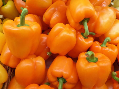 KNESSiN Heirloom California Wonder Capsicum Seeds for Home Gardening-(50 Seeds) Seed(50 per packet)