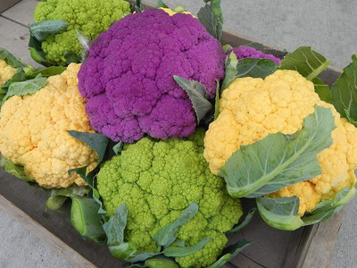WILLVINE AMR -XIII Open Pollinated Cauliflower (Mixed)[1g, 300 Seeds] Seed(300 per packet)