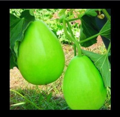 Avysa Small Asian Bottle Gourd Seed(20 per packet)