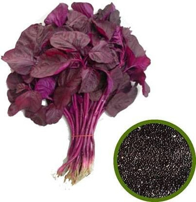 Qualtivate KGF -594 Red Spinach Amarnath F1 Hybrid Seed(500 per packet)