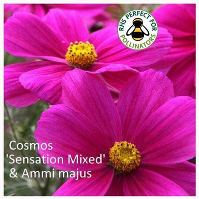 CYBEXIS Cosmos Sensation Seed(50 per packet)
