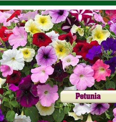 CYBEXIS Mixed Colour Petunia Seeds Seed(50 per packet)