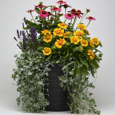 Avysa GAILLARDIA (BLANKET FLOWERS) Seed(30 per packet)