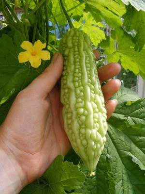 CYBEXIS LXI-56 - Chinese Bitter Melon Gourd - (100 Seeds) Seed(100 per packet)