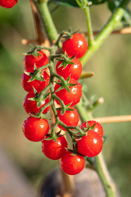 growfine tomato Seed(105 per packet)