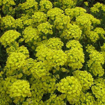 CYBEXIS Alyssum montanum 'Moutain Gold' / Mountain Madwort Hardy Perennial Seed(50 per packet)