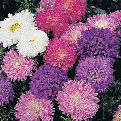 CYBEXIS Aster Milady Dwarf Mix Seeds - Callistephus Chinensis - Mixed Colour Seeds Seed(1 g)