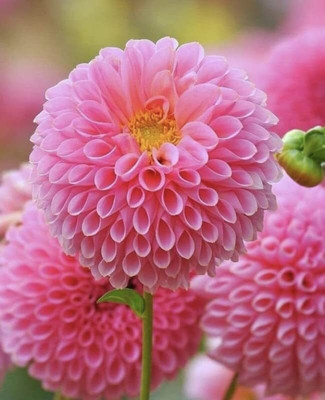 Aywal Dahlia Seeds - Pompon Double Mixed Seed(3 g)