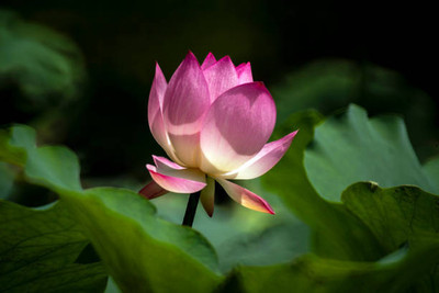 Pihu lotus,kamal gatta Seed(11 per packet)