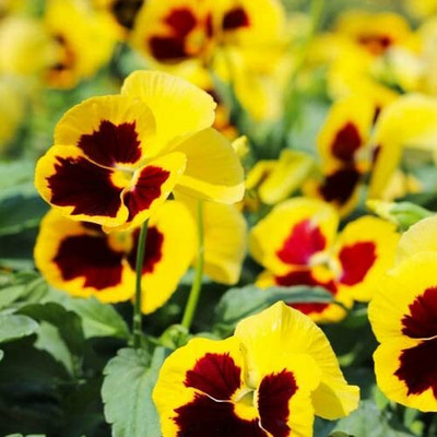 Aywal Pansy Swiss Gaint Mixed Flower Seed(20 per packet)