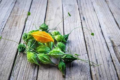 XOLDAA F1 BEST QUALITY BITTER GOURD SEEDS Seed(15 per packet)
