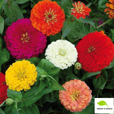 GROW-N-KNOW Opens in a new window Zinnia Zydeco Mix seeds pack of imported Seed(50 per packet)
