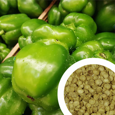 GrowDelight GROW DELIGHT Green Capsicum (Hari Shimla Mirch) Vegetable Seeds for Home Garden Seed(20 per packet)
