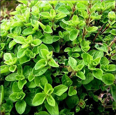 CYBEXIS PUAS-26 - Herb Sweet Marjoram Oregano - (150 Seeds) Seed(150 per packet)