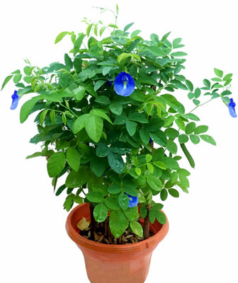 PMA Aparajita Seed, Nilkanta, Pure Seed for Flower Gardening, Aprajita Fower Seed(55 per packet)