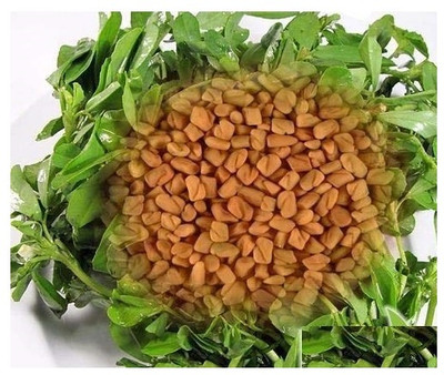 KNESSiN Methi Fenu Greek Ancient Spice Plant[2000 Seeds] Seed(2000 per packet)