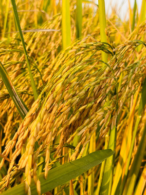 Sant Seeds LLP PUSA BASMATI 1885 PADDY SEEDS & FARMING & AGRICULTURE SOWING (Khet/Dhan) Seed(5000 per packet)