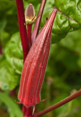 Qualtivate PUAS-9A Red Okra Seeds Seed(350 per packet)