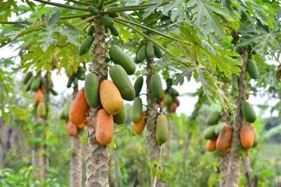 BDSresolve papaya seeds hybrid big pack of 47 Seed(47 per packet)