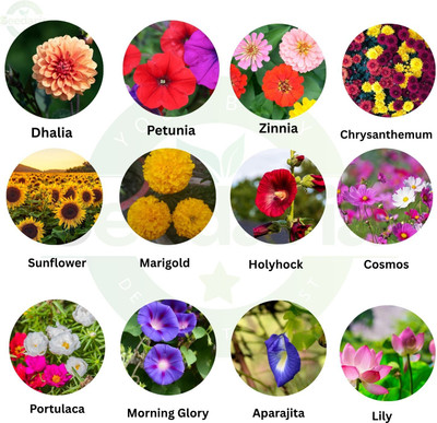 KrishnaNursery 12 Types winter flower seeds combo, Best Buy pack Seed(540 per packet)