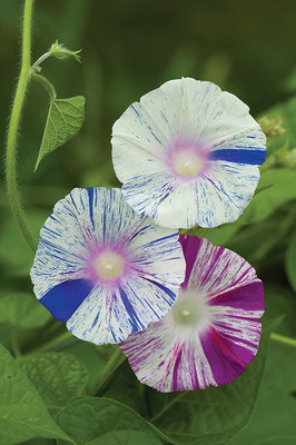 CYBEXIS Mix Morning Glory Seeds Seed(50 per packet)