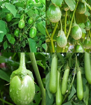 ibains Winter brinjal seeds beez 37 Seed(67 per packet)