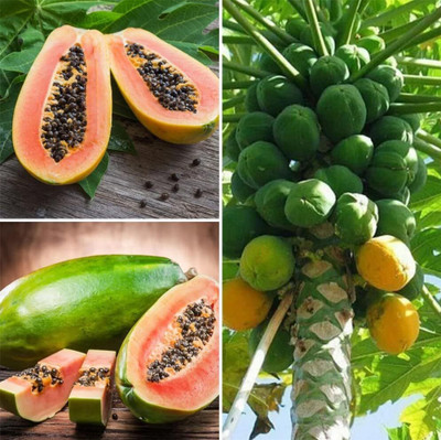 ACMS Mexican Papaya Seeds - Hat Du Du - Papaya Seed(35 per packet)