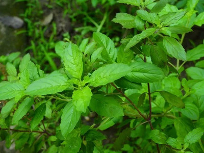SUNWAN BASIL, Holy Rama Tulsi/रामा तुलसी Plant Seed(100 per packet)
