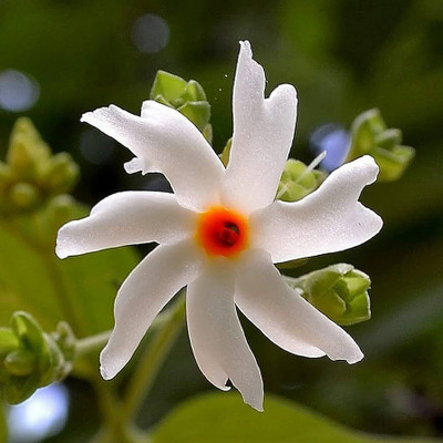 Pbevergreen Chameli flower plant seeds/Night jasmine seeds 16 Seed(16 per packet)