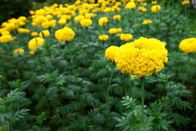 GranysGarden marigold/gende ka phool flower seeds Seed(50 per packet)