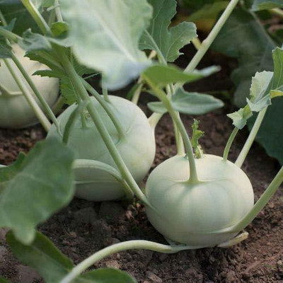 KANAYA (Knol Khol) Vegetables Seed(650 per packet)