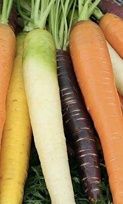 CYBEXIS Hardy Seeds of Vegetable Carrot Rainbow Mix1000 Seeds Seed(1000 per packet)